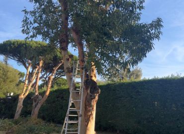 élagage arbre jardin S2A